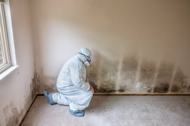 Why You Should Choose Our Mold Remediation Services in Nederland, TX